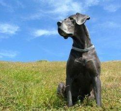 what are the main coulers for a great dane