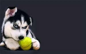 Simple question so there is only gonna be 3 answers... Will you play with your husky?