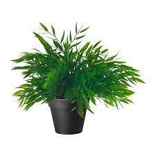 Your mom gives you a small plant that is extremely rare, what do you do?