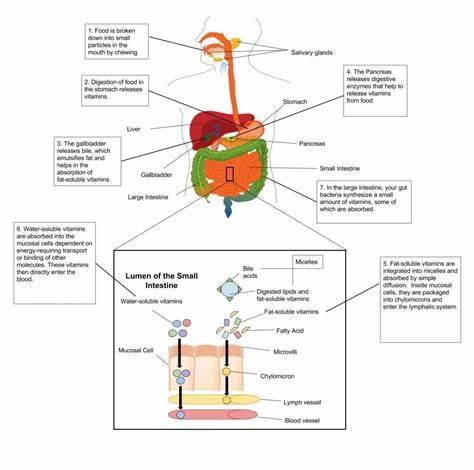 What is the main function of vitamins in the body?