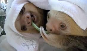 On a scale from 1-5, how much do you like sloths?