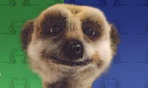 Lots of people have heard of the 'Compare the Market' meerkat, but what is the meerkats name?