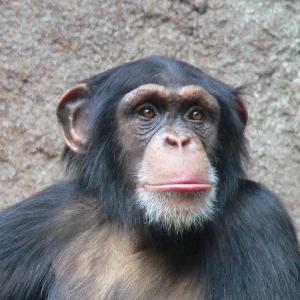 Chimpanzee's and humans have 98% of the same DNA