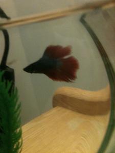 I have a fish in my dorm. what's his name?