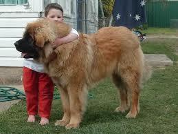 are they the biggest dogs in the world?