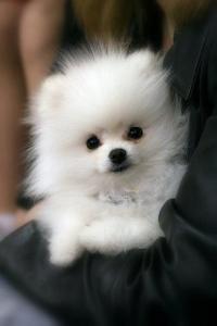 Everybody loves Pomeranians, right? Well where did they come from england or poland?