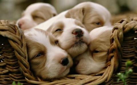 Omg its puppies all together!