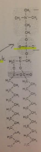 What is the best name for this molecule?
