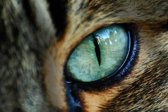 What is your eye color?
