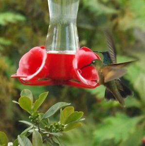 How often do hummingbirds eat?