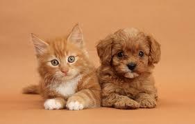 Which do you think is cuter???