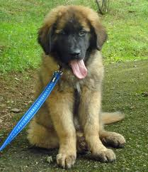 t for true or f for false leonbergers love cold weather