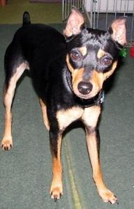 The American Rat Pinscher is a mix between which 2 breeds?
