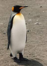 Animal from the Antarctic