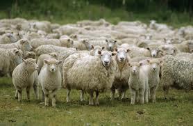 What is a group of sheep known as?