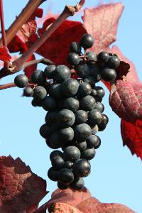 Which of the following is a red wine grape variety?