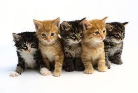 what is a group of cats called??