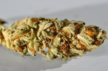 Which of the following is a nickname for high-quality marijuana?