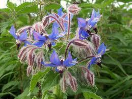 Borage leaves are used for: