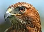 Which birds of prey can you capture (as a falconer) without using a topographical map?