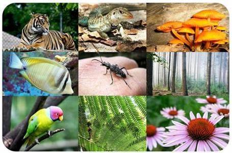What term describes the variety of life in a particular habitat or ecosystem?