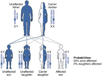 What is the likelihood that offspring will inherit a recessive trait if both parents are carriers?