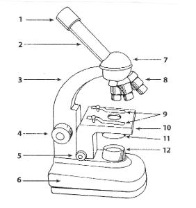 What part of the microscope is depicted by number 4 on the diagram?