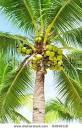 Ok,  so a squirrel, a monkey, a giraffe, and a lion are looking at a coconut tree. They start to boast about who can climb the tree the fastest. Who do you think will climb the banana tree first?