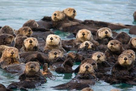 What is a group of otters called?