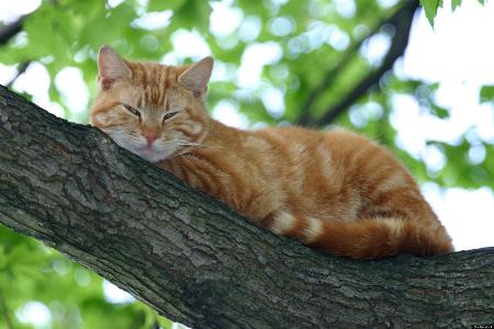 There is a cat in a tree and you are late for work. What do you do?
