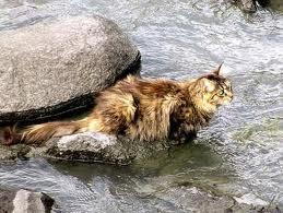 if you saw a cat drowning in the river what would you do?