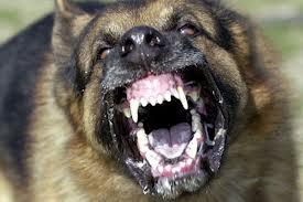 A stray dog growling at you ,then it sees a child running toward you. what do you do?