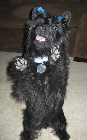 what is this smart dog,he is part scottish terrier...
