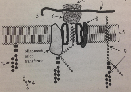 Which organelle membrane is the process shown taking place in?