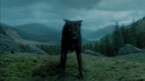 When did the marauders become animagus?