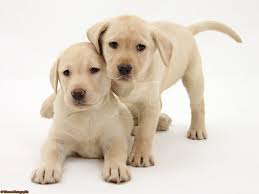 Last question. What colours do labradors come in?