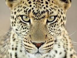 What couleur is the leopards eyes?