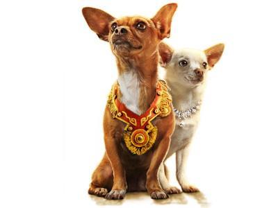 what are the beverly hills chihuahuas called?