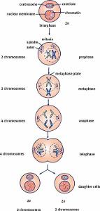 What is the process by which cells divide and reproduce?