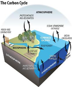 What type of cycle is the carbon cycle?