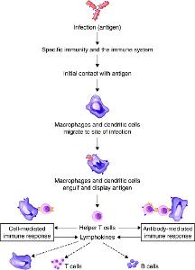 What are the two main components of the immune system?
