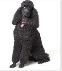 where were poodles first bred? Western or northern europe?