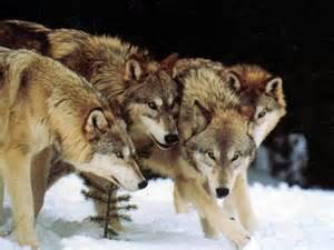 How do wolf packs form?