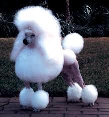 As being a dog hotel boss goes, you will be asked questions about dog history, especially people who want to be like you. For a test, I'll ask you this, Were poodles used as hunting dogs years ago? (TRUE or FALSE)