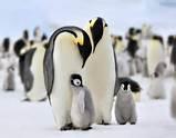 Do you like penguins?