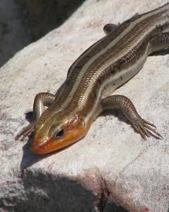 What adaptation do skinks have that allow them to escape predators?