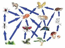 True or False Food Webs: Is this food chain in the right order? Grass ---> Lizard---> Insect---> Thrush---> Hawk