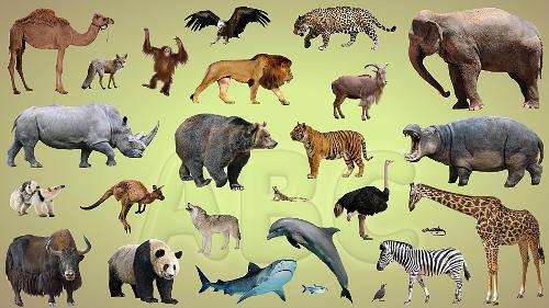 Finally, If you had to be an animal, which would it be?