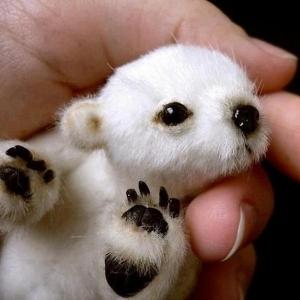 Polar bear!