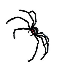 If you see a spider on Halloween that means: